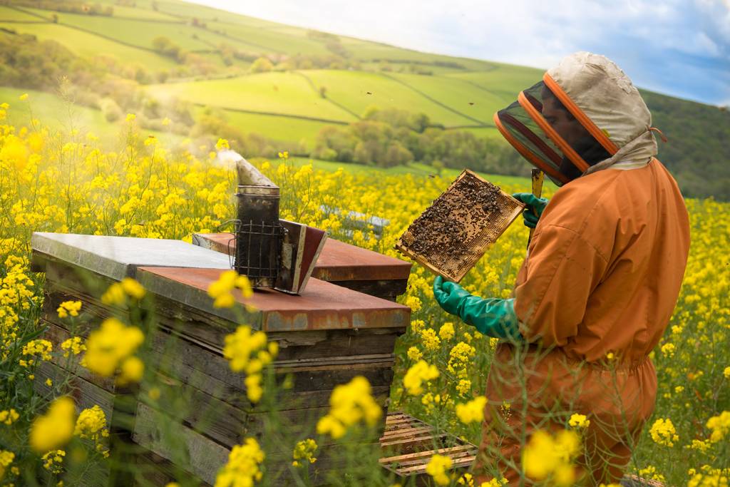 Visit to Bee farm