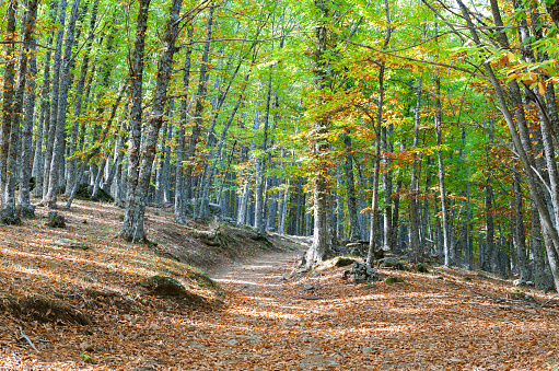 Hiking through the chestnut forest